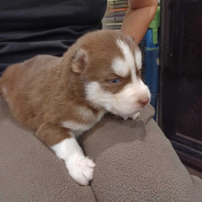 Piesek husky z rodowodem