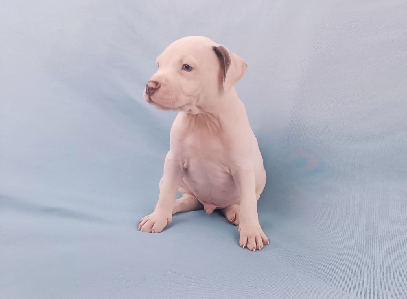 American pitbull blue nose