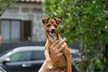 Nami - 6 meses, xPinscher