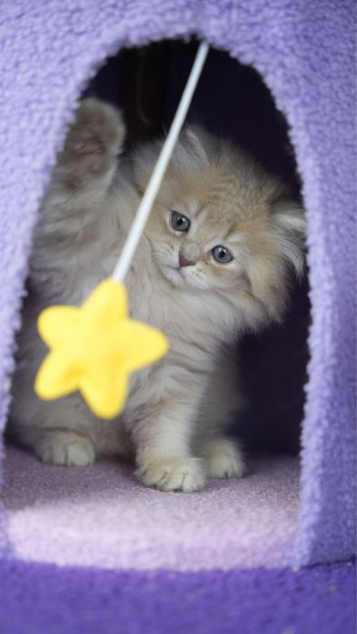 Ekskluzywny kocurek liliowy – wyjątkowa linia, piękny charakter