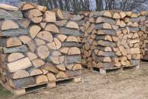 Drewno Kominkowe / Opałowe Wszystkie Gatunki Suche/Mokre Producent