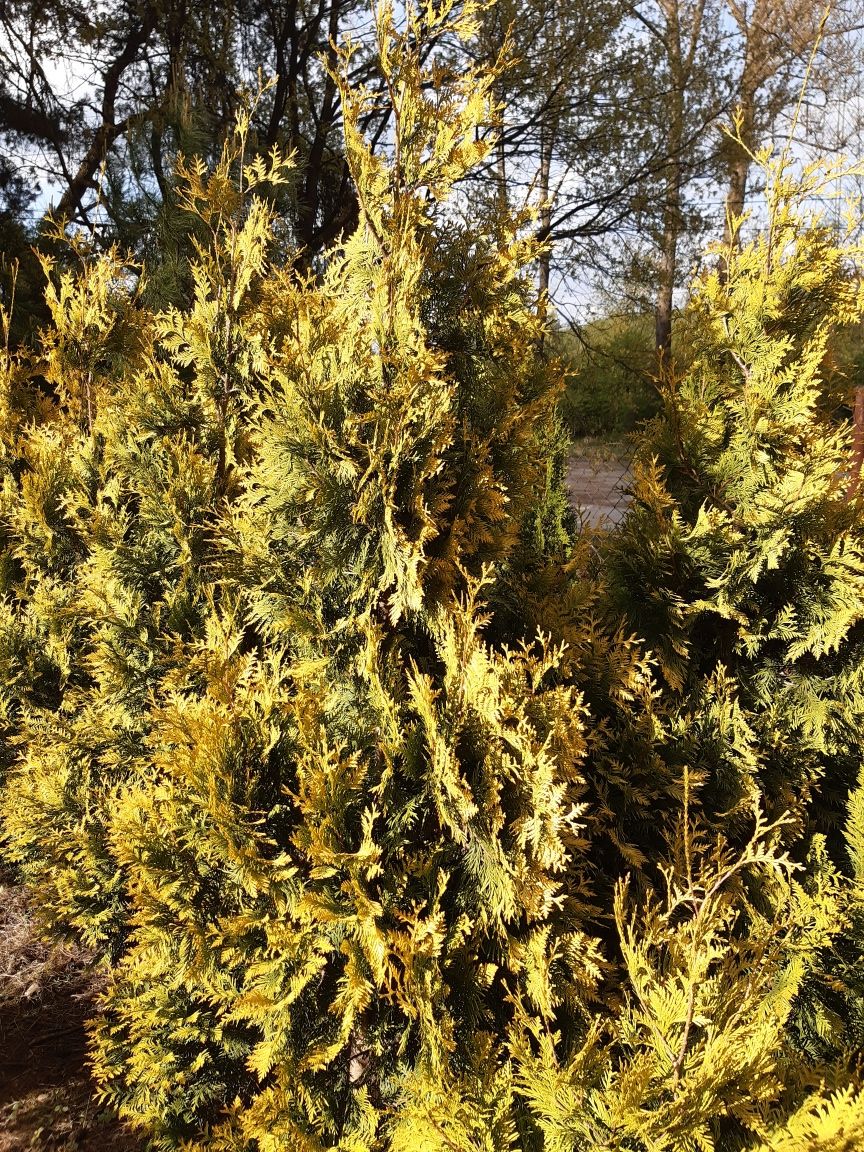 Tuja złocista, (Thuja occidentalis Aurescens) 190-210 cm w donicy