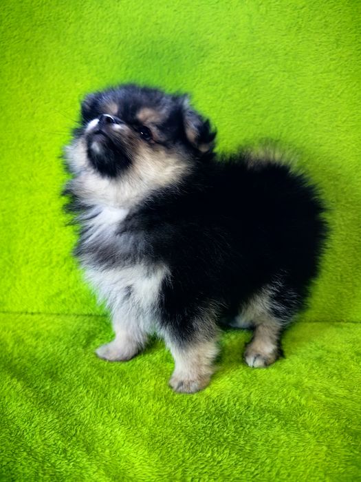 Szpic miniaturowy Pomeranian