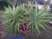 Palmeira de Yuca