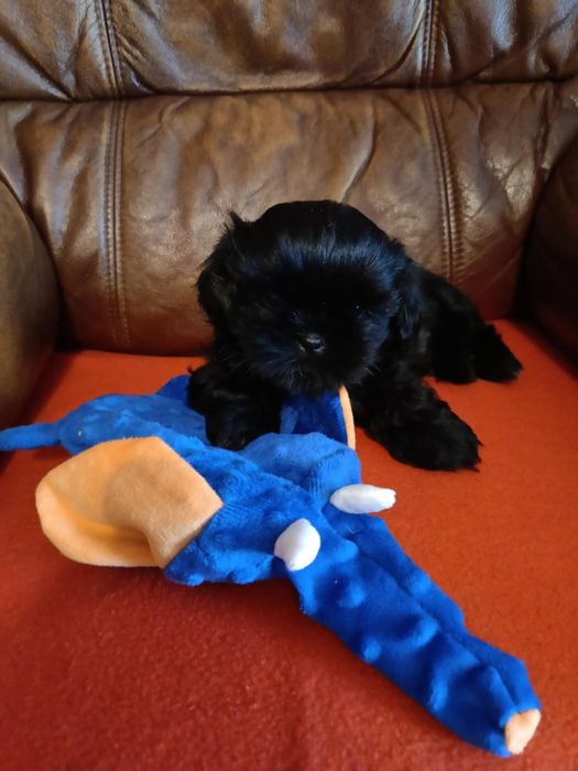 Czarny piesek Shih Tzu