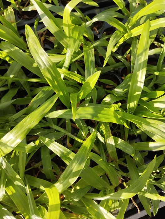 Relva brasileira s.Carlos