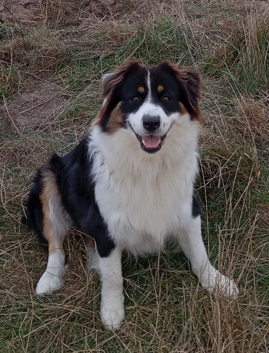 Owczarek Australijski typ amerykański