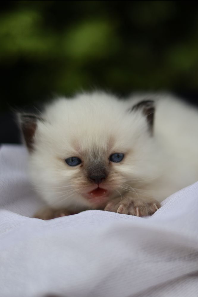 Ragdoll kotka colorpoint po przebadanych rodzicach