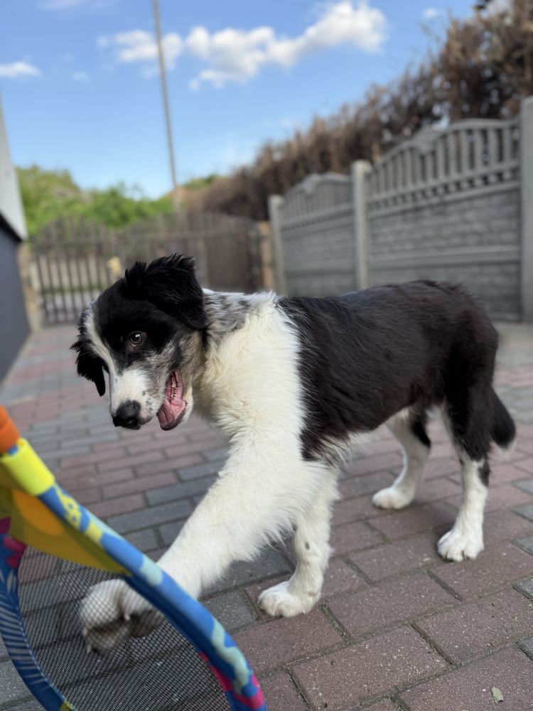 Border Collie suczka gotowy do odbioru