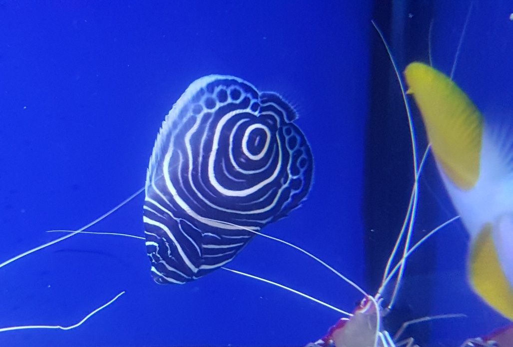 Pomacanthus imperator  . Ryba . Akwarium morskie