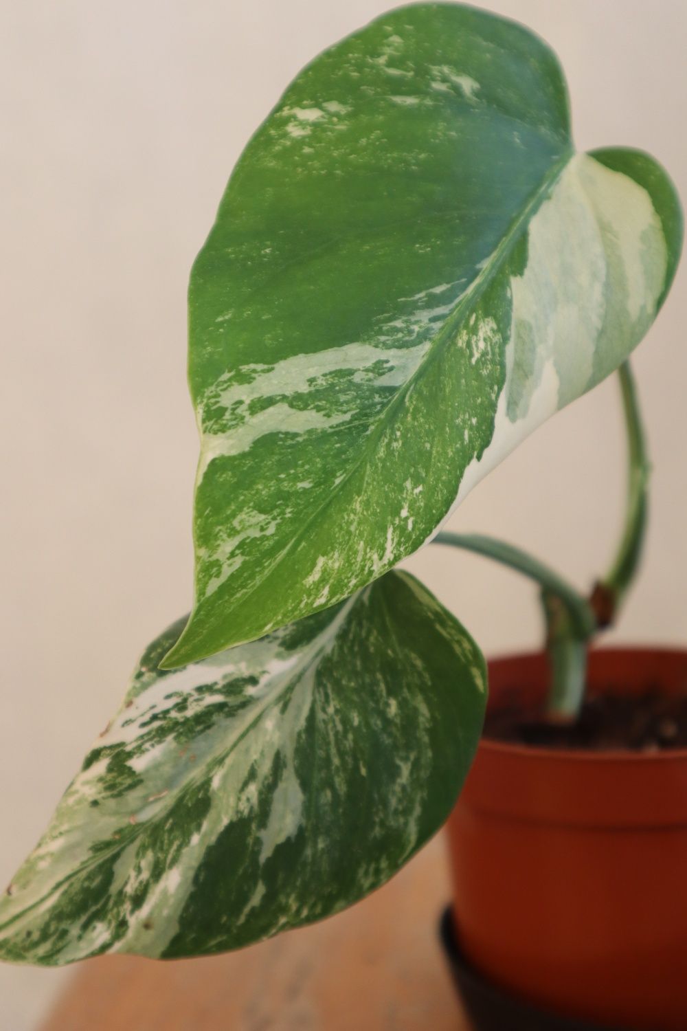 Monstera variegata i thai sadzonka szczytowa, pędowa i ukorzeniona