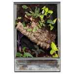Szklane terrarium gekon orzęsiony
