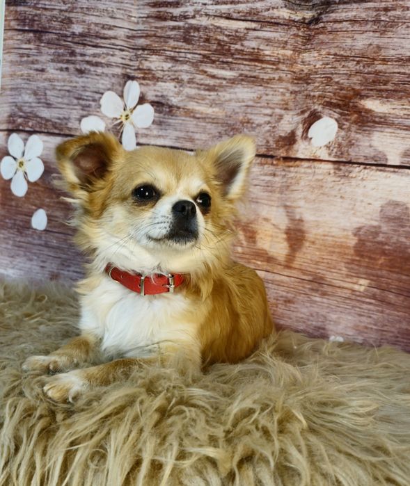 CHIHUAHUA piesek długowłosy ZKwP (FCI)