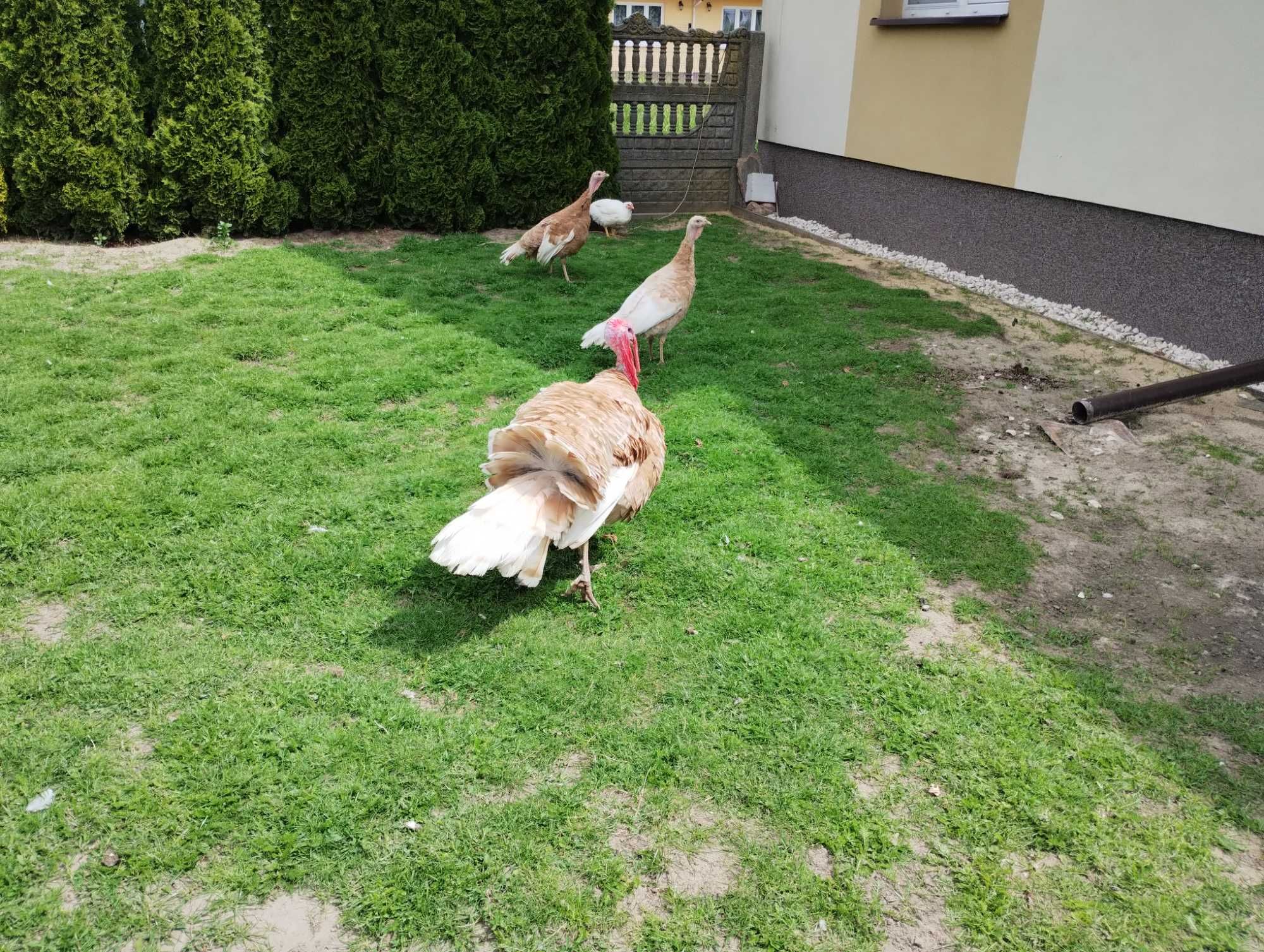 Indyki Czerwone i Żółte