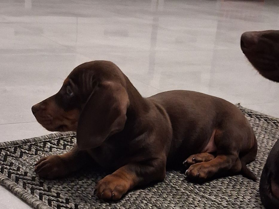 Jamnik krótkowłosy