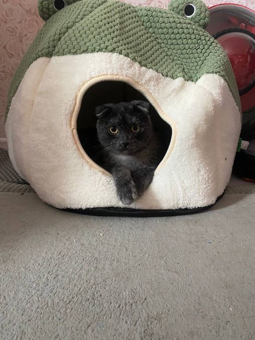 Зник кіт / Пропал кот