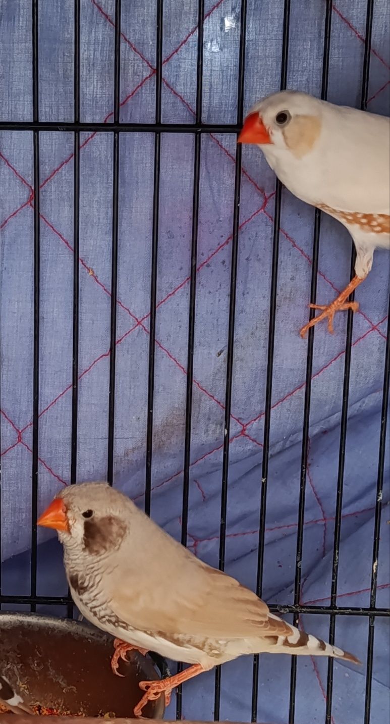Lote de mandarins com gaiola e acessórios