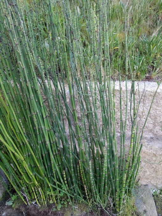 Canas cavalinha  jardim