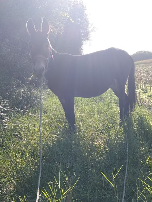 Vendo macho anão
