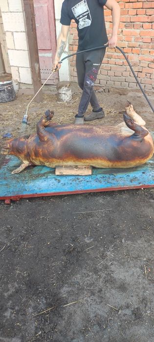 Домашня свинина ..