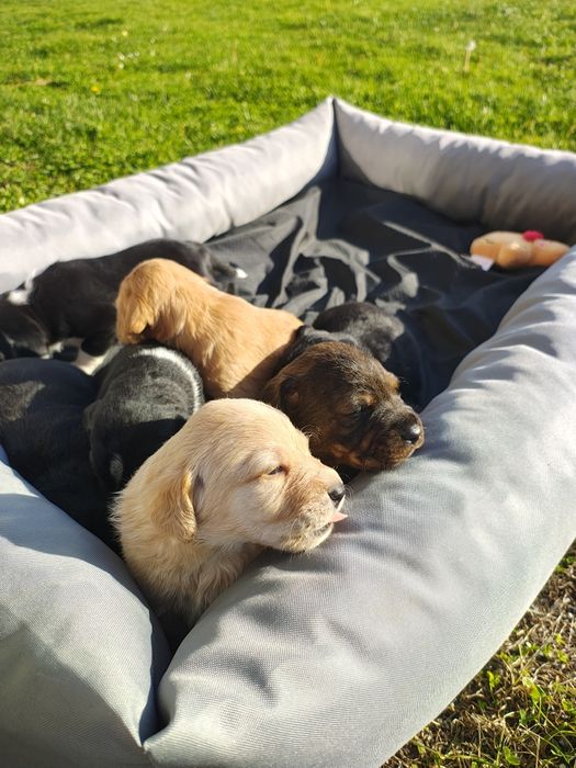 Oddam szczeniaki w dobre ręce!
Do pokochania czekają urocze maluchy po