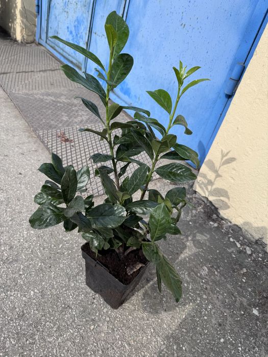 Laurowiśnia Caucasica  NOVITA Elly Etna Genolia DONICZKA