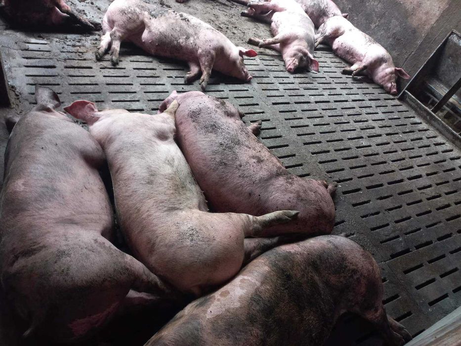 Продам свиней живою вагою