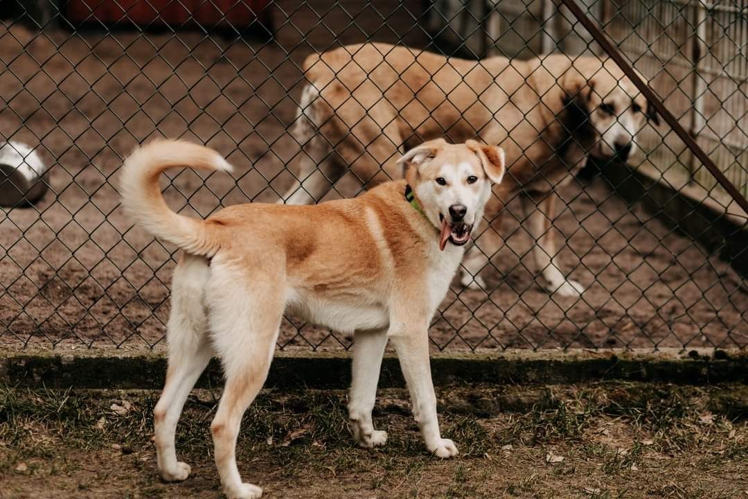 Wrócił z adopcji.. czy znajdzie dom na zawsze?