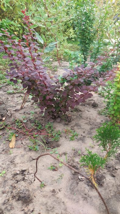 Барбарис Тунберга мікс 2річка. Є червоний, зелений, жовтий кольори.