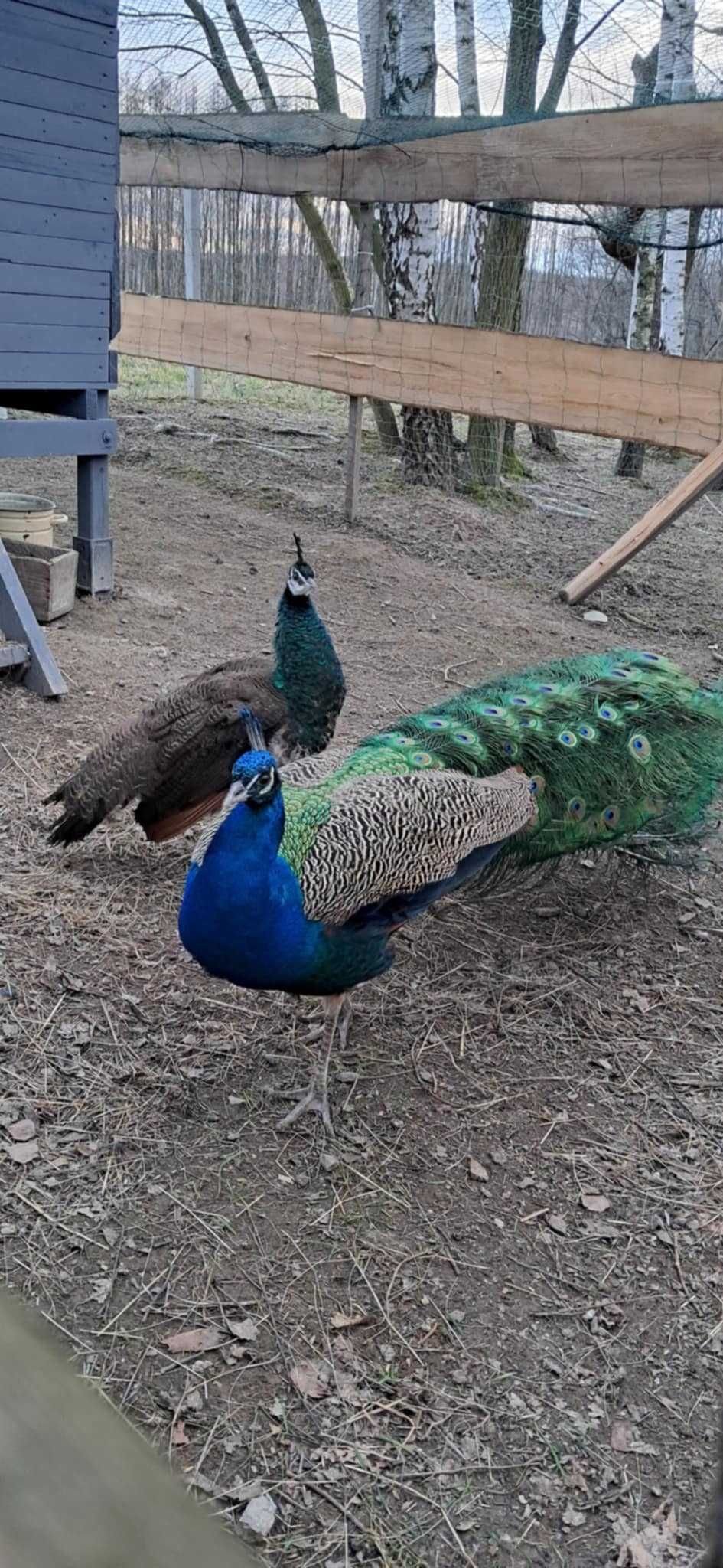 6 szt jaja pawie