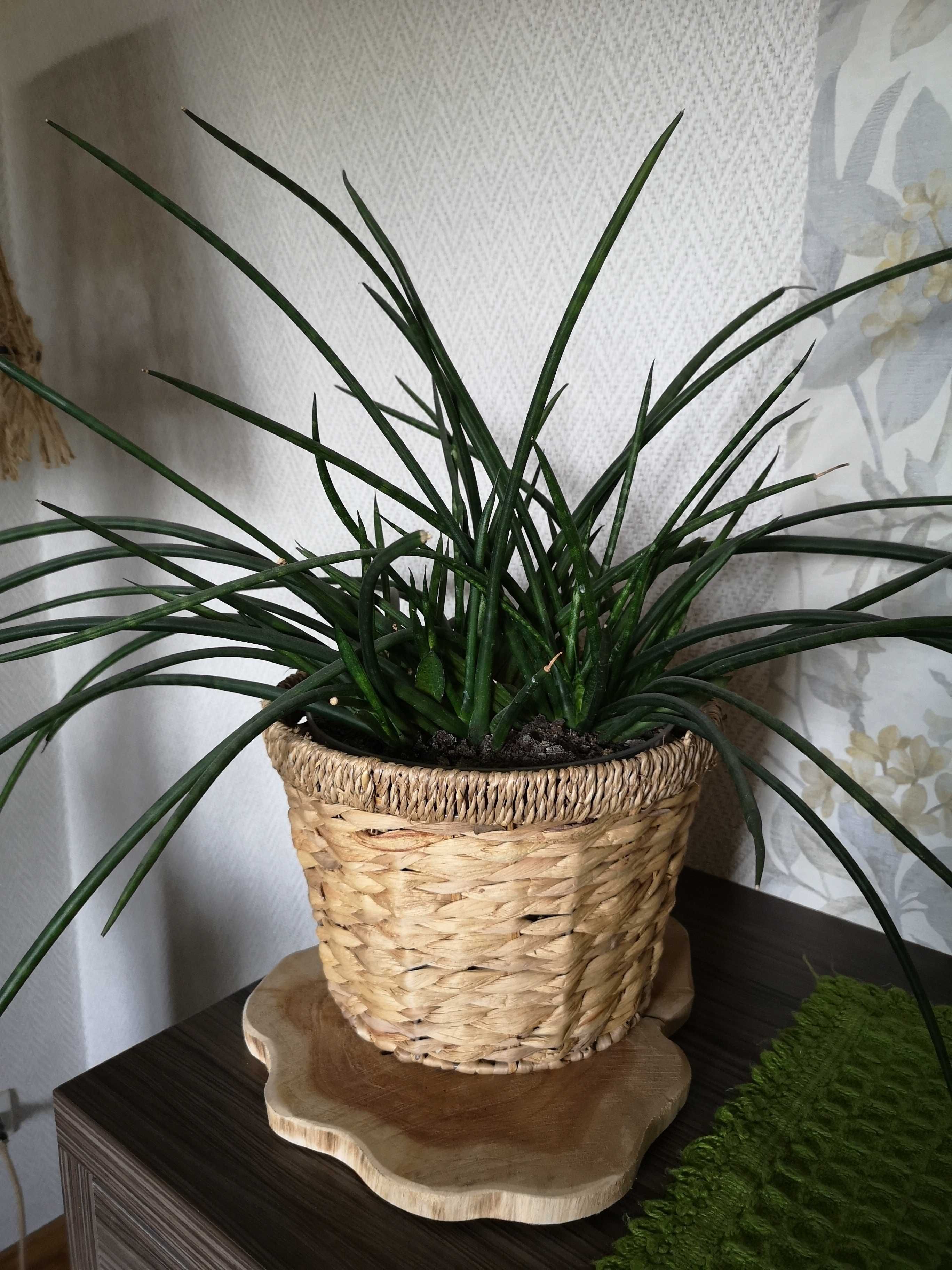 Kwiat Sensaviera cylindryczna, języki teściowej, wyjątkowa oryginalna
