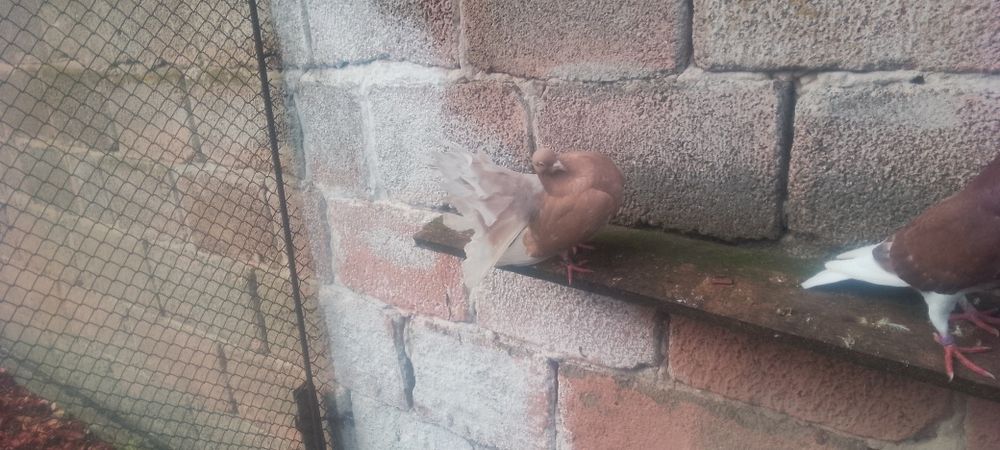 Pawiki czerwony samiec i żółta na lecie samica