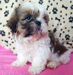 Shih tzu śliczna sunia
