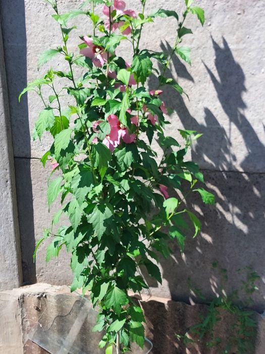 Гибискусы 3х-летние!Обмен!