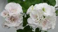 Пеларгонія сортова плющелиста "Ise Rose" біла