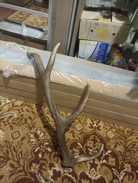 Рог оленя (в наличии 1)