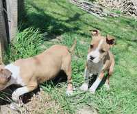 Sunia szczeniak amstaff