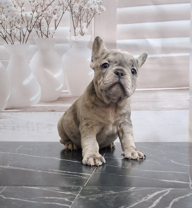 Французький булЬдог.