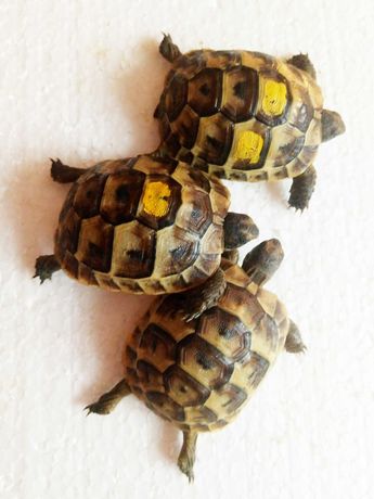 Сухопутнi травоiднi черепахи маленькi