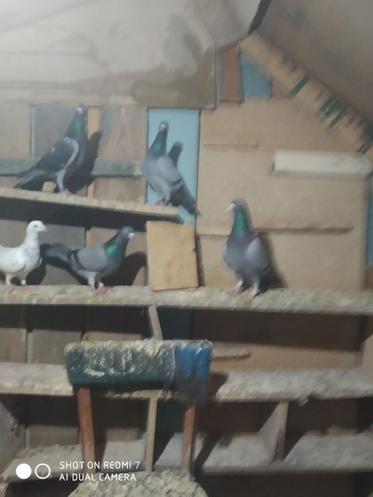 Поменяю или продам кроликив