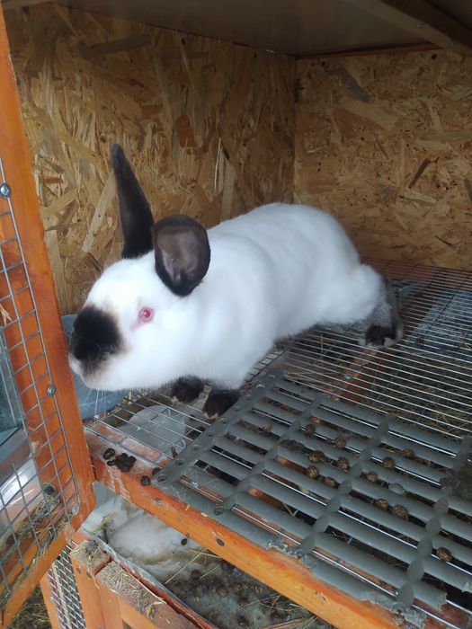 Кролики породы Калифорния