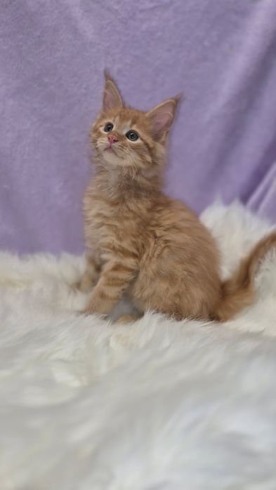 Śliczny kocurek Maine Coon