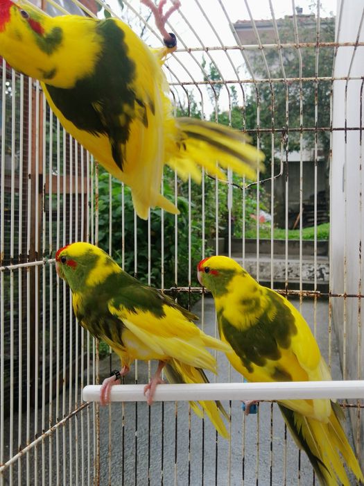 Kakarikis 2025 (malhados)