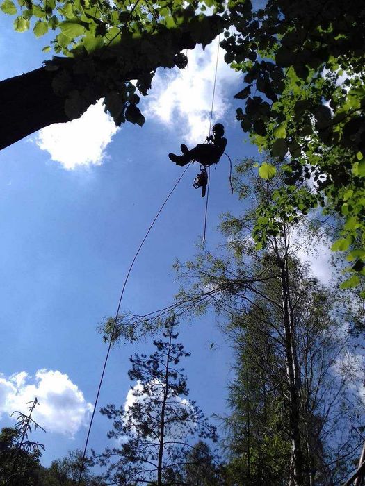 Wycinka drzew, pielęgnacja drzew, czyszczenie działek, usługi rębakiem