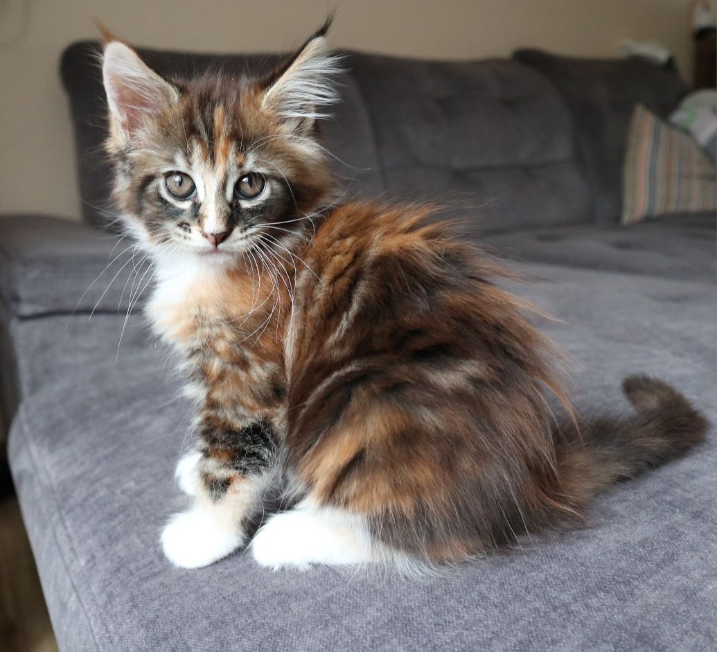 Gotowa do odbioru Kotka Maine Coon z rodowodem FPL