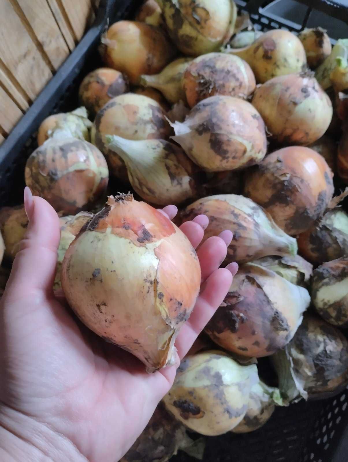 Цибуля картопля часник