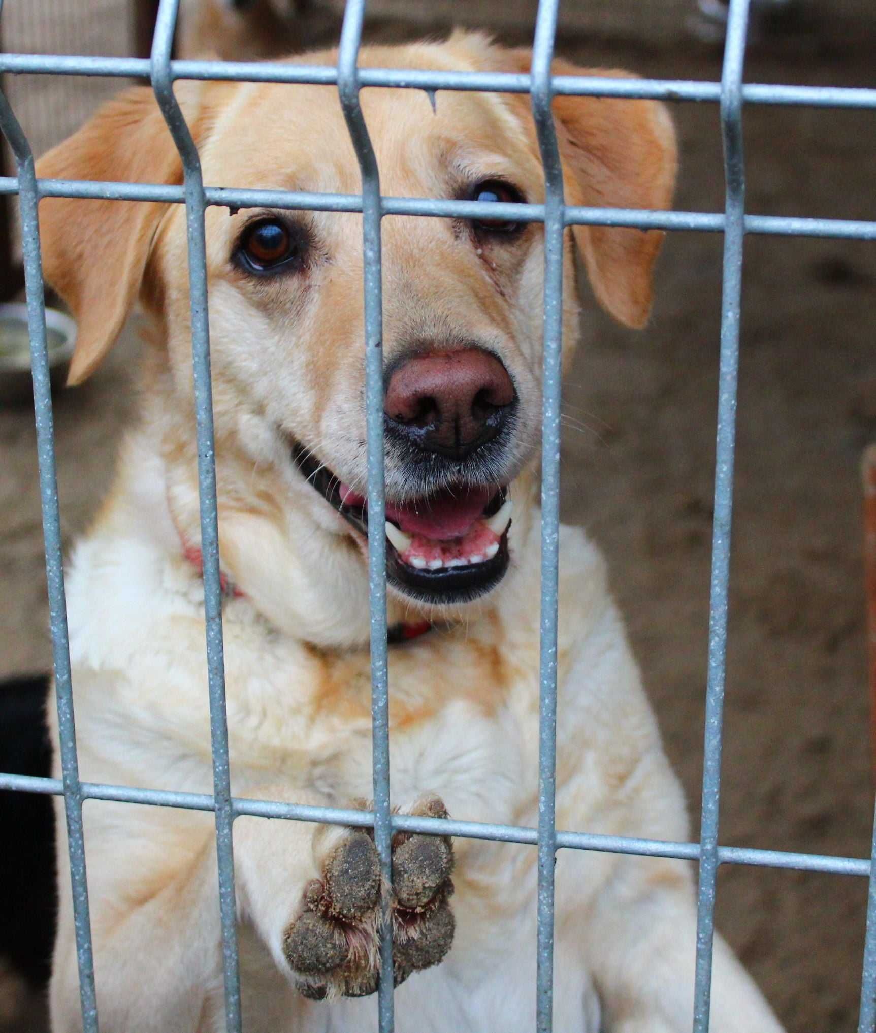 Diorka i Chanel - prawie labrador i parówa szukają wspólnego domu