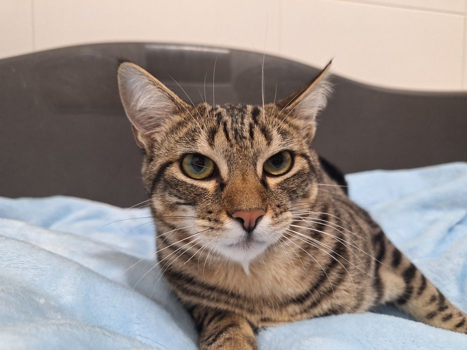 Pêras, para adoção