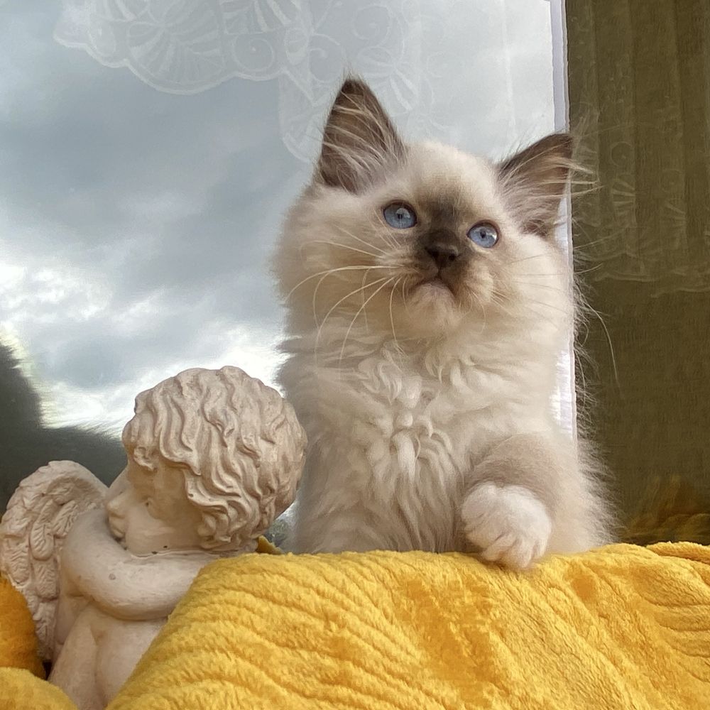Kocurek Nemo kot Ragdoll kotek FPL