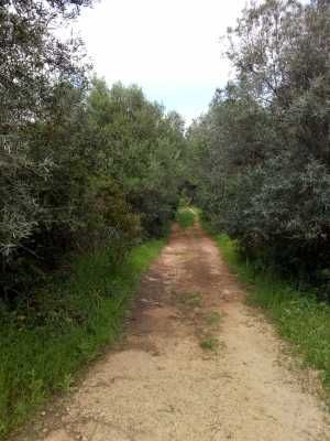 Terreno rústico em Alte (Zona Urbana), a 13 km de Albufeira